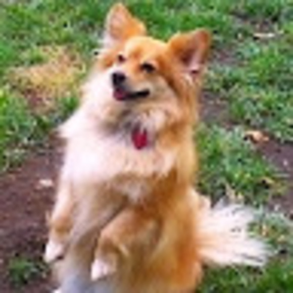 Meet your Posher, Sofia - Picture 1 of 1